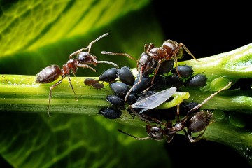 Las antenas de las hormigas son un dispositivo de comunicación de dos vias